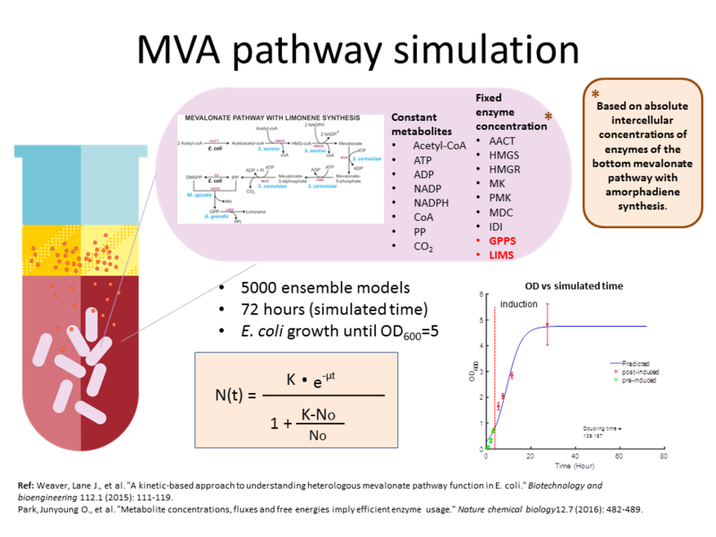 MVA pathway simulation.png